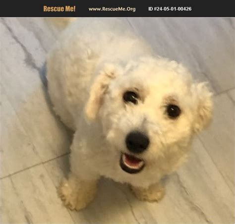 bichon frise rescue ohio|bichon frise rescue maryland.